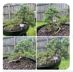 Japanese Juniper 10 years old. 2 years ago in a raft style.