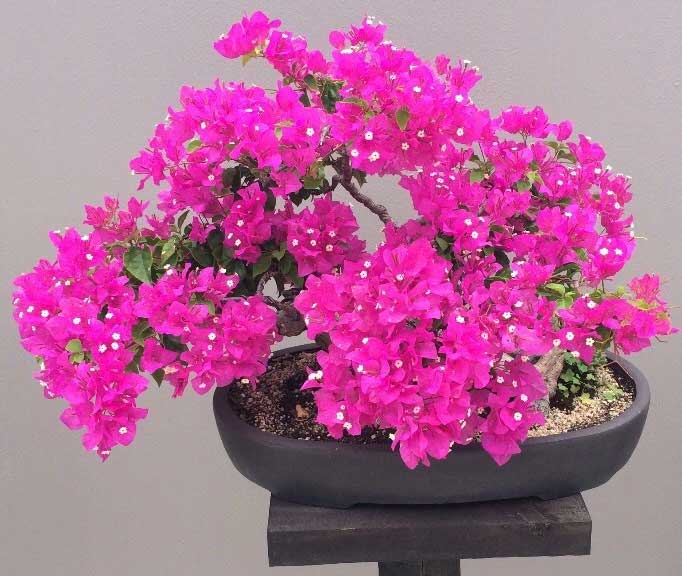 Bougainvillea 40+ Years old