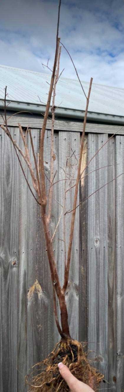 Crepe Myrtle Before