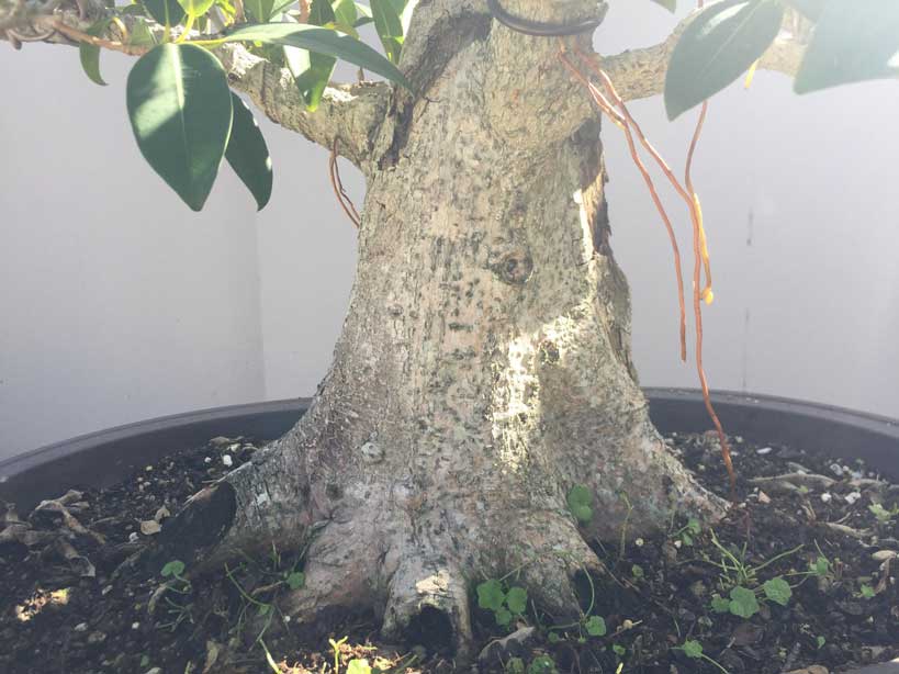 Ficus (Fig) Tree