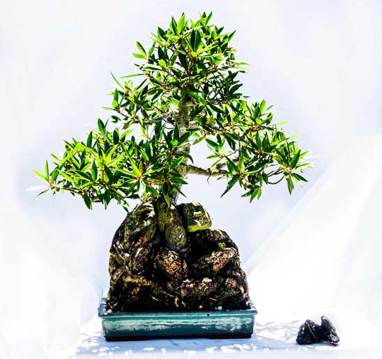 Willow Leaf Fig 30 Years old